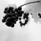 Winterbeeren