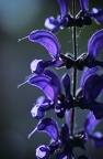 Wie ich gerade zwanzigmal laut "Züngellupine" sagte, weil ich nicht rausfinde, welche Blume das tatsächlich ist und mein Kopf einen Namen wollte.